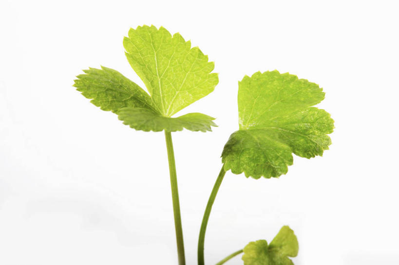 无人,横图,俯视,室内,特写,白天,白色背景,植物,餐桌,桌子,草药,药草,中药,摄影,影棚,餐台,药材,中草药,中药材,本草,明日叶,明日草,八丈草,彩图,高角度拍摄,影棚拍摄,拍摄