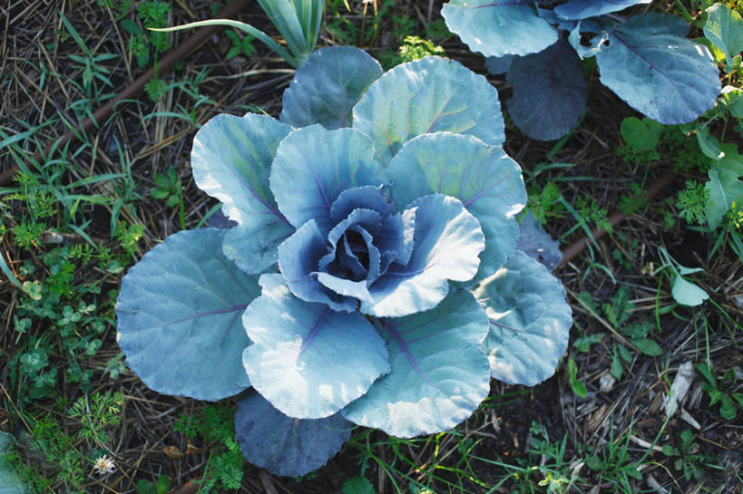 无人,横图,俯视,室外,特写,白天,草地,草坪,植物,蔬菜,椰菜,卷心菜,新鲜,盛开,紫甘蓝,食品,花蕾,紫包菜,草,花,花瓣,花朵,鲜花,食物,绿色,花苞,花蕊,赤甘蓝,甘蓝,有机食品,绿色食品,紫椰菜,紫圆白菜,结球甘蓝,红甘蓝,甘兰,包心菜,彩图,高角度拍摄