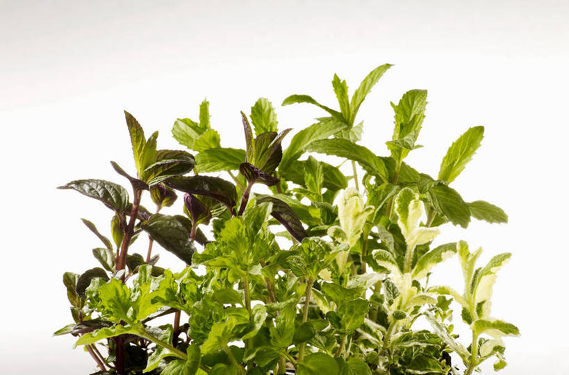 无人,横图,室内,特写,白天,白色背景,正面,植物,叶子,许多,阴影,反射,纹理,影子,薄荷,绿叶,银丹草,很多,绿色,嫩叶,摄影,影棚,肌理,斑叶凤梨薄荷,夜息香,胡椒薄荷,叶,叶片,叶脉,彩图,影棚拍摄,拍摄