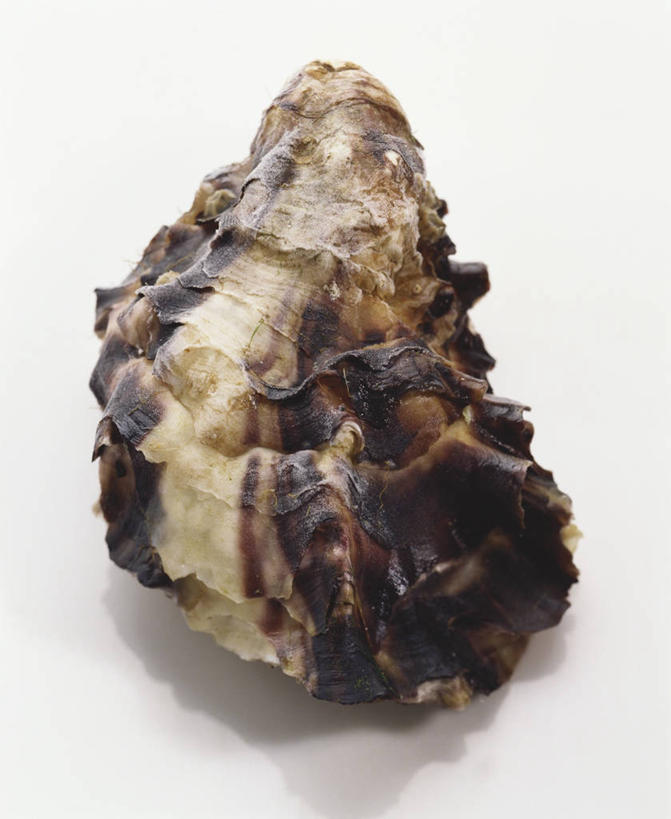 海鲜,无人,竖图,俯视,室内,特写,白天,白色背景,餐桌,桌子,阴影,反射,影子,牡蛎,水产,海洋生物,一个,摄影,影棚,单个,餐台,生蚝,水生动物,海产品,水生物,海底动物,彩图,高角度拍摄,影棚拍摄,拍摄