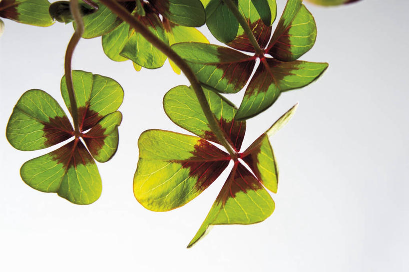 无人,横图,室外,特写,白天,仰视,自由,植物,叶子,阴影,光线,纹理,影子,绿叶,四叶草,幸运草,蓝色,绿色,蓝天,天空,阳光,天,嫩叶,晴朗,和平,万里无云,肌理,牛角花,统一,团结,幸运,叶,叶片,叶脉,晴空,晴空万里,彩图,低角度拍摄