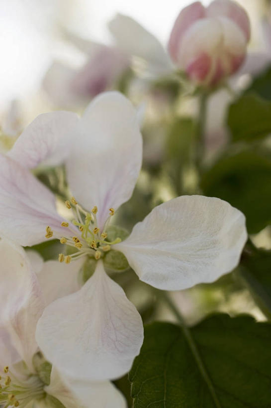 无人,竖图,室内,特写,白天,正面,美景,叶子,阴影,朦胧,模糊,美白,盛开,光线,影子,景观,绿叶,花蕾,花,花瓣,花朵,鲜花,阳光,自然,花苞,花蕊,嫩叶,景色,清热,清香,自然风光,苹果花,陷阱,解毒,明目,叶,叶片,彩图