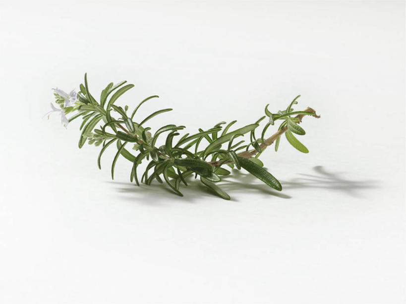 无人,横图,俯视,室内,特写,白天,白色背景,餐桌,桌子,阴影,反射,影子,调味,香料,佐料,摄影,影棚,餐台,迷迭香,配料,海洋之露,作料,彩图,高角度拍摄,影棚拍摄,拍摄