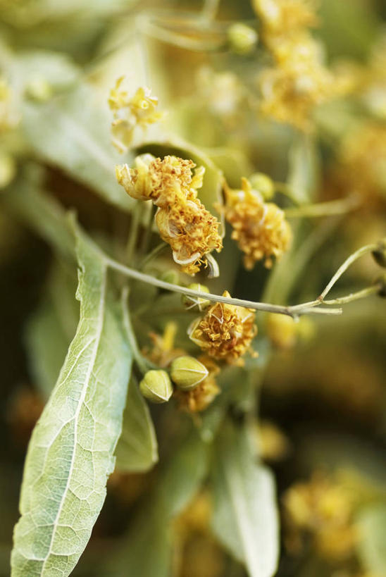 无人,竖图,俯视,室内,特写,白天,植物,叶子,阴影,朦胧,模糊,反射,影子,绿叶,草药,药草,中药,嫩叶,药材,中草药,中药材,本草,叶,叶片,彩图,高角度拍摄,玳玳花,公孙桔,回青橙,酸橙花,枳壳花