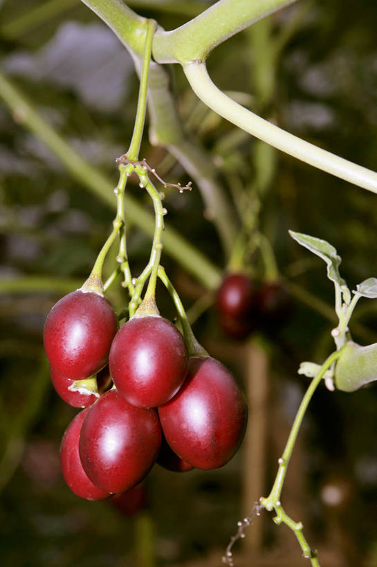 无人,竖图,室外,特写,白天,正面,蔬菜,叶子,朦胧,模糊,新鲜,食品,绿叶,食物,嫩叶,有机食品,绿色食品,树番茄,叶,叶片,番茄,彩图,树茄果