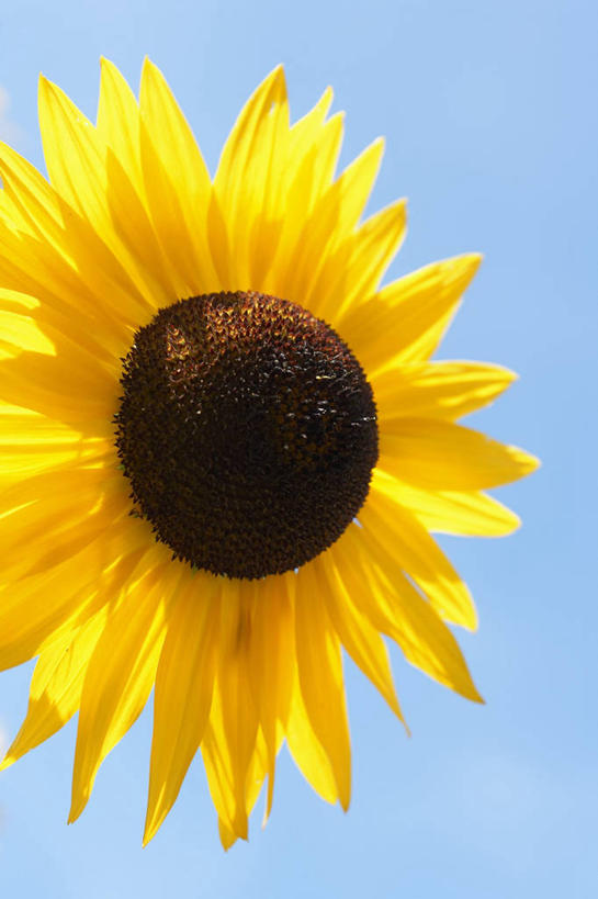 无人,竖图,室内,特写,白天,正面,爱情,幸福,太阳,向日葵,蓝色背景,盛开,花蕾,花,花瓣,花朵,鲜花,一朵,黄色,花苞,花蕊,摄影,影棚,光辉,沉默,忠诚,勇敢,投缘,爱慕,高傲,朝阳花,葵花,望日莲,向阳花,转日莲,彩图,影棚拍摄,拍摄