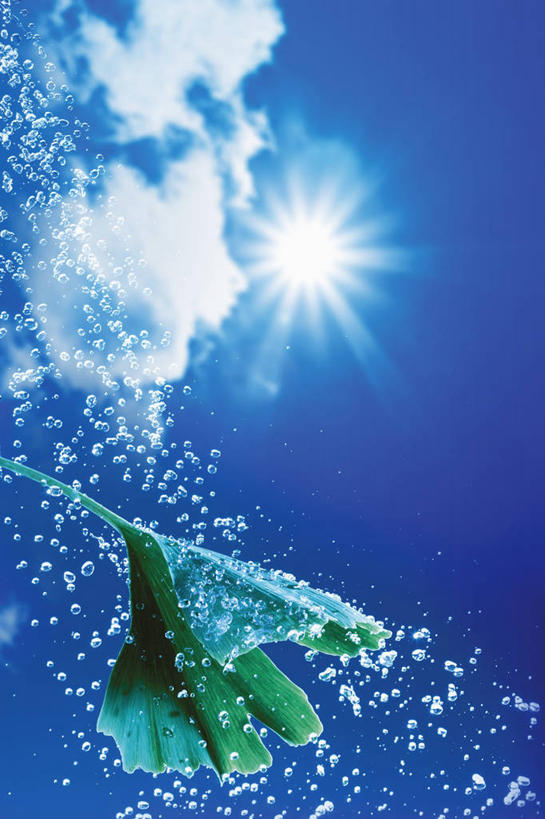 无人,竖图,室外,特写,白天,仰视,植物,叶子,阴影,飞溅,溅,光线,纹理,液体,影子,水滴,云,云朵,绿叶,草药,药草,云彩,中药,水珠,树叶,蓝色,绿色,白云,蓝天,天空,阳光,天,嫩叶,银杏叶,晴朗,喷洒,药材,中草药,中药材,本草,肌理,白果叶,叶,叶片,叶脉,晴空,彩图,低角度拍摄,眩光