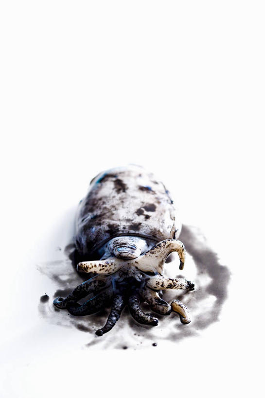 海鲜,无人,竖图,俯视,黑白,室内,特写,白天,白色背景,餐桌,桌子,鱿鱼,阴影,反射,影子,水产,海洋生物,摄影,影棚,餐台,水生动物,海产品,水生物,海底动物,柔鱼,枪乌贼,高角度拍摄,影棚拍摄,拍摄