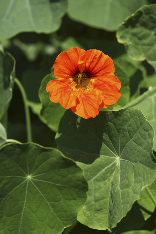 无人,竖图,俯视,室外,特写,白天,芹菜,蔬菜,新鲜,盛开,食品,花蕾,花,花瓣,花朵,鲜花,食物,花苞,花蕊,有机食品,绿色食品,根芹菜,根洋芹,球根塘蒿,药芹,水芹,旱芹,彩图,高角度拍摄