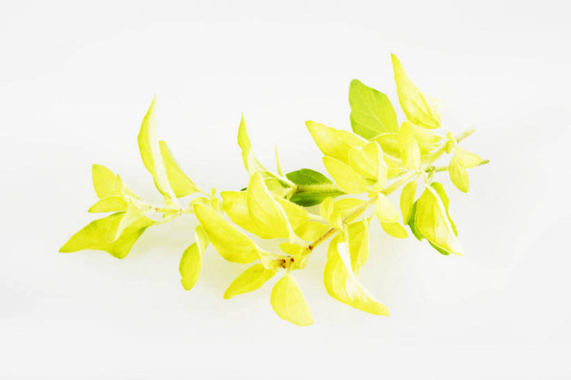 无人,横图,俯视,室内,特写,白天,白色背景,桌面,桌子,阴影,反射,木制,影子,黄色,木制品,摄影,影棚,牛至,滇香蕾,土香薷,荆芥,香薷,奥勒冈草,白花土荆芥,白花茵陈,川香薷,俄力冈叶,减脂叶,满山香,蘑菇草,披萨草,银薄荷,止痢草,彩图,高角度拍摄,影棚拍摄,拍摄