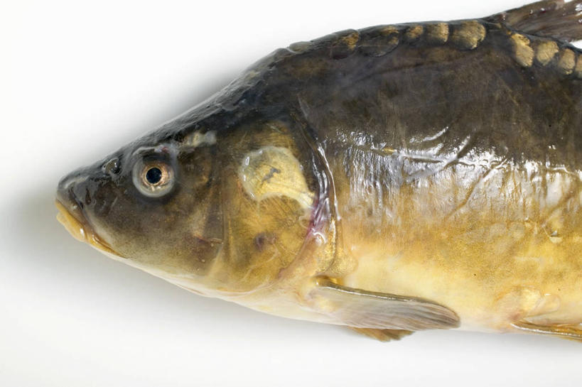 无人,横图,俯视,室内,特写,白天,白色背景,桌面,桌子,鲤鱼,一条,阴影,反射,木制,鱼,影子,鱼类,木制品,摄影,影棚,鲤子,鲤拐子,半身,彩图,高角度拍摄,影棚拍摄,拍摄