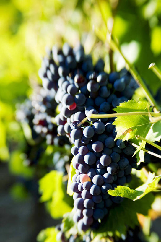 无人,果园,竖图,室外,特写,白天,正面,田园,葡萄,水果,叶子,吊挂,悬挂,阴影,朦胧,模糊,新鲜,光线,影子,生食,食品,果实,绿叶,挂,葡萄园,食物,黑色,阳光,庄园,嫩叶,有机食品,绿色食品,叶,叶片,山葫芦,蒲桃,草龙珠,彩图