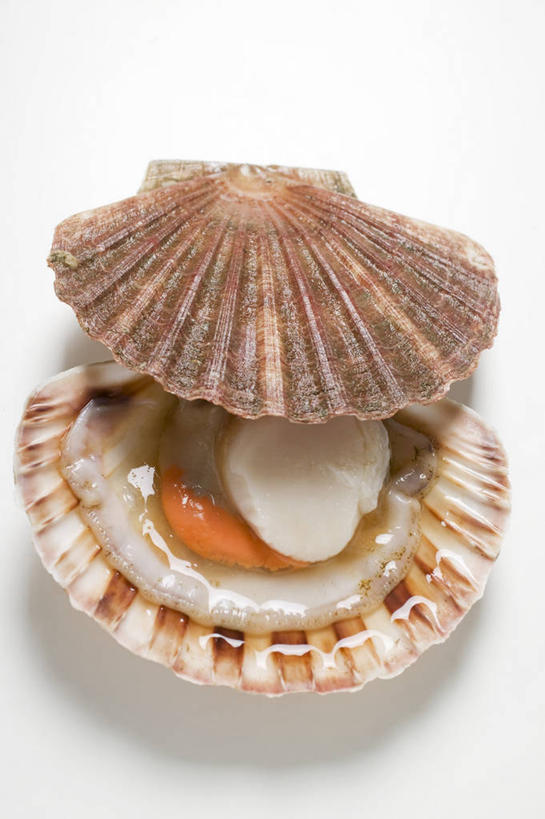 海鲜,无人,竖图,俯视,室内,特写,白天,白色背景,餐桌,桌子,阴影,反射,影子,扇贝,水产,海洋生物,一个,摄影,影棚,单个,餐台,海扇,水生动物,海产品,水生物,海底动物,彩图,高角度拍摄,影棚拍摄,拍摄