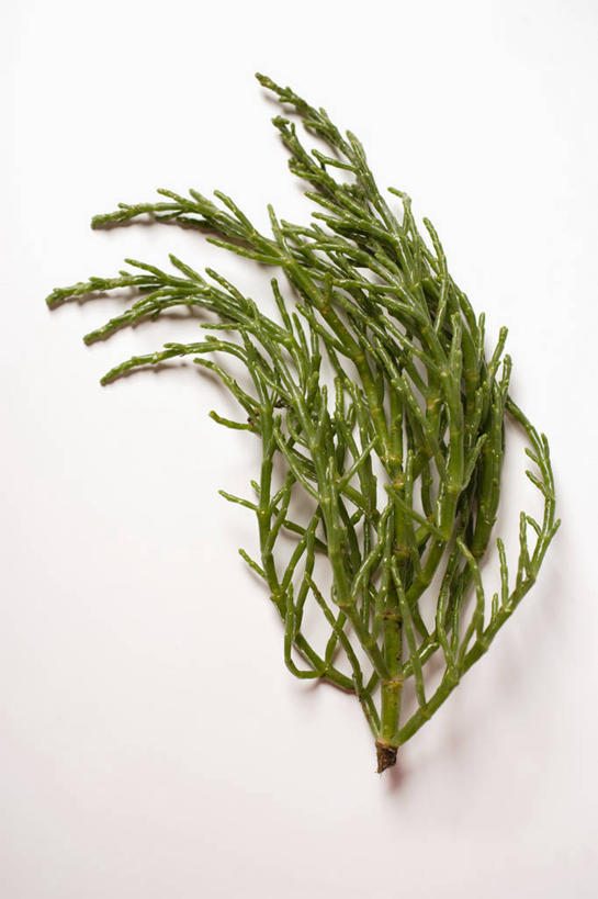 无人,竖图,俯视,室内,特写,白天,白色背景,植物,餐桌,桌子,叶子,阴影,反射,纹理,影子,绿叶,绿色,自然,嫩叶,摄影,影棚,生长,成长,餐台,肌理,海蓬子,叶,叶片,叶脉,彩图,高角度拍摄,影棚拍摄,拍摄