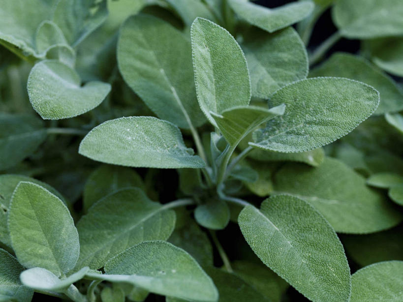 无人,家庭,横图,俯视,室外,特写,白天,智慧,植物,叶子,朦胧,模糊,纹理,绿叶,绿色,嫩叶,鼠尾草,肌理,理性,叶,叶片,叶脉,彩图,高角度拍摄