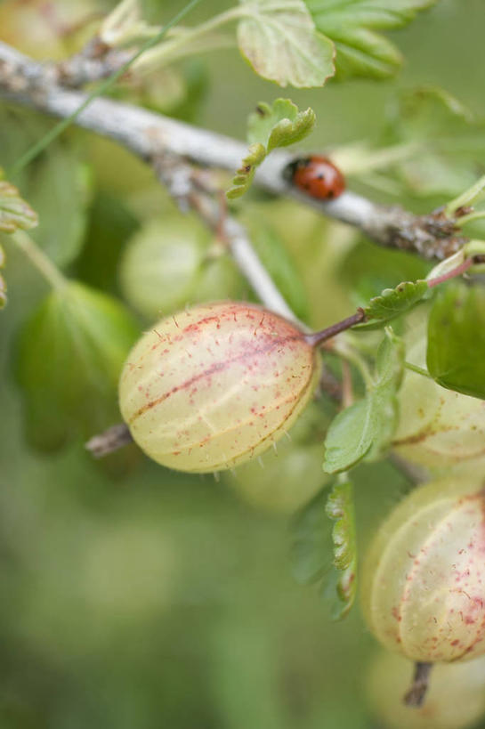 无人,竖图,俯视,室外,特写,白天,美景,植物,瓢虫,浆果,水果,吊挂,悬挂,阴影,朦胧,模糊,新鲜,光线,昆虫,影子,斑点,景观,生食,食品,果实,枝条,挂,树,树木,树枝,食物,一只,阳光,自然,动物,景色,有机食品,绿色食品,自然风光,益虫,虬枝,枝杈,穗醋栗,醋栗,彩图,高角度拍摄,全身