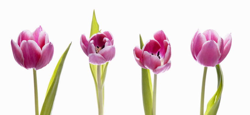 无人,横图,室内,特写,白天,白色背景,正面,爱情,郁金香,三朵,一排,阴影,朦胧,模糊,整齐,盛开,反射,影子,祝福,花蕾,花,花瓣,花朵,鲜花,排列,花苞,花蕊,摄影,影棚,表白,队列,荣誉,永恒,郁香,洋荷花,草麝香,彩图,影棚拍摄,拍摄