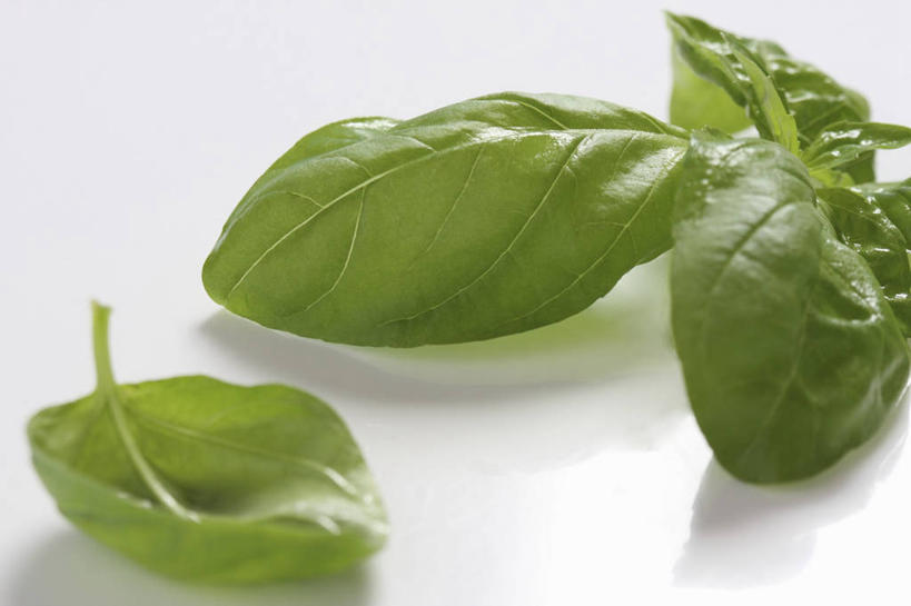 无人,横图,俯视,室内,特写,白天,白色背景,植物,餐桌,桌子,叶子,阴影,反射,影子,香料,绿叶,草药,中药,香草,嫩叶,摄影,影棚,餐台,罗勒,紫苏,药材,中草药,九层塔,圣约瑟夫草,甜罗勒,兰香,中药材,本草,叶,叶片,彩图,高角度拍摄,影棚拍摄,拍摄