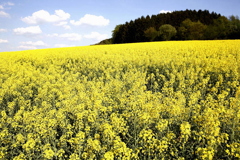 无人,农田,横图,室外,白天,正面,庄稼,农作物,花海,花圃,树林,植物,叶子,阴影,盛开,光线,影子,地平线,云,云朵,辽阔,地面,花蕾,云彩,花,花瓣,花朵,花卉,鲜花,树,树木,蓝色,绿色,白云,蓝天,天空,阳光,自然,花丛,花束,花田,天,花苞,花蕊,油菜花,广阔,生长,晴朗,成长,一望无际,延伸,天地相交,无边无际,一马平川,晴空,彩图,耕地,庄稼田,油菜花田,芸苔,芸薹