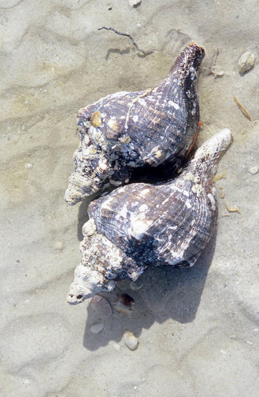 无人,竖图,俯视,室外,特写,白天,沙滩,阴影,光线,沙子,鹦鹉螺,影子,海岸,海螺,沙地,海洋生物,两个,阳光,软体动物,峨螺,水生动物,水生物,海底动物,海滩,彩图,高角度拍摄