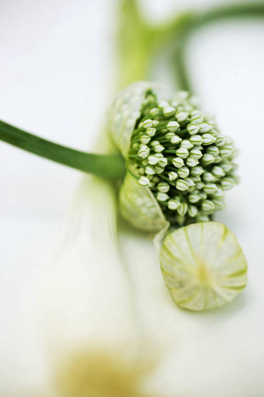 无人,竖图,俯视,室内,特写,白天,白色背景,桌面,桌子,蔬菜,阴影,朦胧,模糊,新鲜,盛开,反射,木制,影子,葱,青葱,食品,葱花,花蕾,花,花瓣,花朵,鲜花,食物,木制品,花苞,花蕊,摄影,有机食品,绿色食品,影棚,彩图,高角度拍摄,影棚拍摄,拍摄