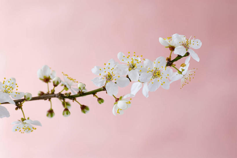 无人,横图,室内,特写,白天,正面,植物,粉色背景,盛开,梅花,枝条,花蕾,花,花瓣,花朵,鲜花,树,树木,树枝,白色,花苞,花蕊,摄影,影棚,高雅,坚强,虬枝,枝杈,梅,彩图,影棚拍摄,拍摄