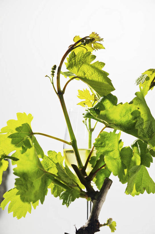 无人,竖图,俯视,室内,特写,白天,白色背景,植物,餐桌,桌子,叶子,阴影,反射,纹理,影子,绿叶,绿色,嫩叶,摄影,影棚,餐台,葡萄藤,肌理,叶,叶片,叶脉,彩图,高角度拍摄,影棚拍摄,拍摄