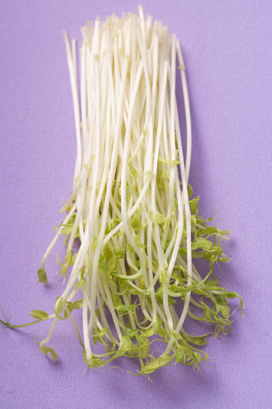 无人,竖图,俯视,室内,特写,白天,餐桌,桌子,蔬菜,阴影,紫色背景,新鲜,反射,影子,豆芽,食品,食物,摄影,有机食品,绿色食品,影棚,餐台,豆芽菜,芽苗菜,彩图,高角度拍摄,影棚拍摄,拍摄