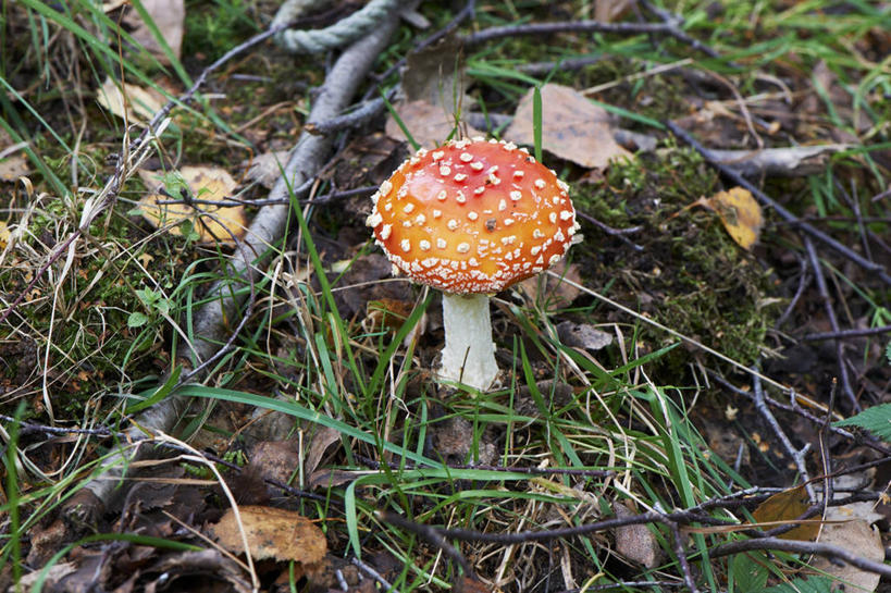 无人,横图,俯视,室外,特写,白天,植物,叶子,朦胧,模糊,圆点,斑点,菌菇,绿叶,枝条,菌类,树,树木,树枝,一个,嫩叶,单个,有毒,毒蝇伞,毒蝇鹅膏菌,虬枝,枝杈,哈蟆菌,捕蝇菌,毒蝇菌,叶,叶片,彩图,高角度拍摄