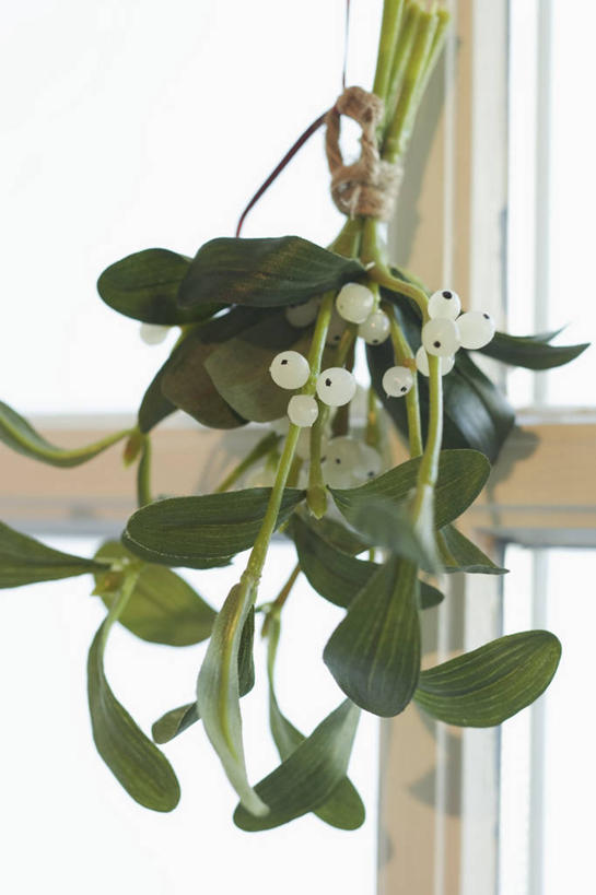 无人,栏杆,竖图,室内,特写,白天,正面,窗户,叶子,圣诞节,阴影,节日,庆祝,反射,影子,围栏,绿叶,文化,护栏,玻璃窗,庆典,嫩叶,冬青,纪念,希望,生命,槲寄生,北寄生,桑寄生,柳寄生,黄寄生,冻青,寄生子,丰饶,叶,叶片,彩图