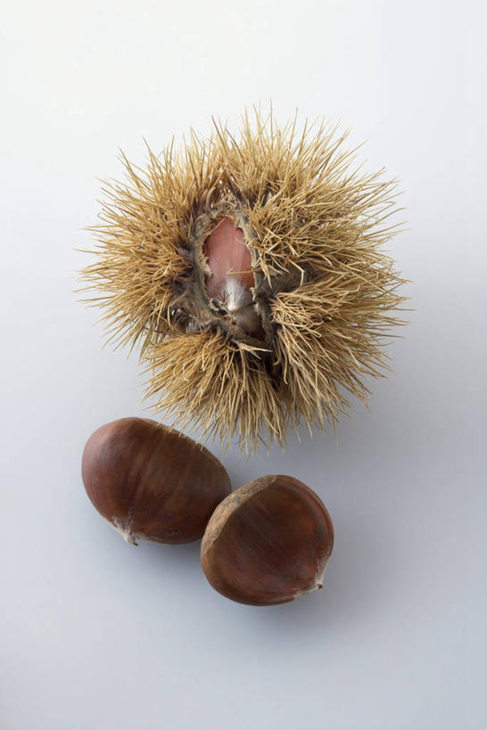 无人,竖图,俯视,室内,特写,白天,白色背景,餐桌,桌子,阴影,反射,影子,板栗,栗子,坚果,毛栗子,三个,摄影,影棚,餐台,毛栗,栗果,栗楔,彩图,高角度拍摄,影棚拍摄,拍摄
