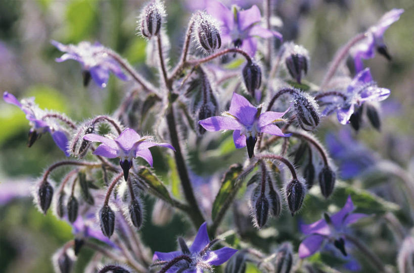 无人,横图,室外,特写,白天,正面,美景,植物,朦胧,模糊,盛开,景观,草药,药草,花蕾,中药,花,花瓣,花朵,鲜花,自然,花苞,花蕊,景色,自然风光,药材,中草药,琉璃苣,中药材,本草,茈草,鸦衔草,紫草,紫丹,彩图