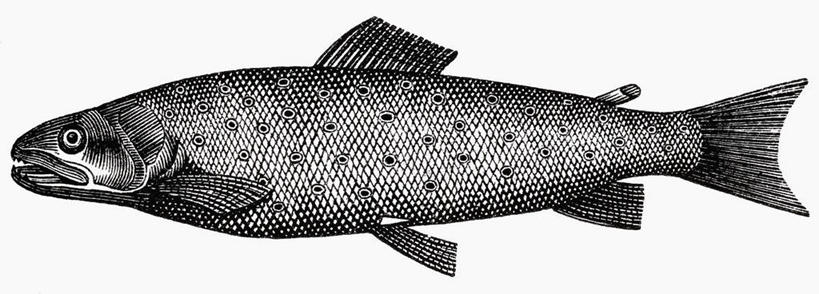 无人,横图,黑白,插画,室内,特写,白天,白色背景,侧面,数码,科技,鳟鱼,一条,阴影,网络,高光,几何,计算机图形,合成,图画,画,电脑合成图,数码合成图,合成图,漫画,写实,具体,具象,鮅,赤眼鱼,红目鳟,红眼棒,野草鱼,全身