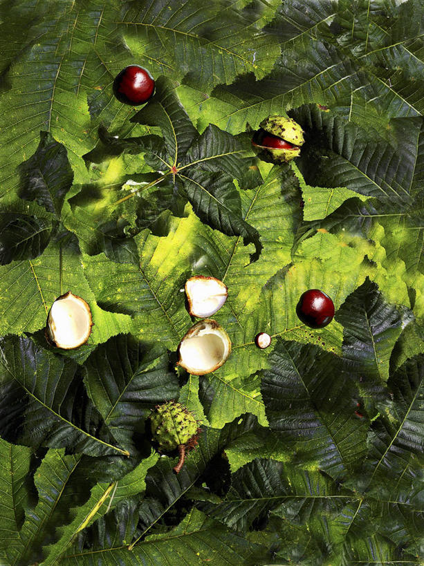 无人,竖图,俯视,室外,特写,白天,美景,植物,叶子,阴影,朦胧,模糊,光线,纹理,影子,景观,绿叶,树,树木,绿色,阳光,自然,嫩叶,景色,生长,成长,自然风光,七叶树,肌理,娑罗树,叶,叶片,叶脉,彩图,高角度拍摄