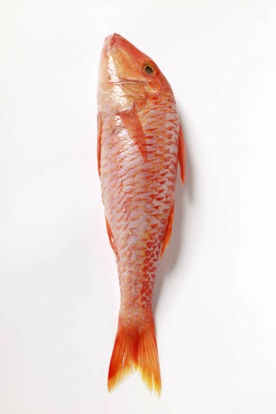 海鲜,无人,竖图,俯视,室内,特写,白天,白色背景,餐桌,桌子,一条,阴影,反射,鱼,影子,水产,鱼类,海洋生物,红色,摄影,影棚,餐台,水生动物,海产品,水生物,海底动物,鲻鱼,彩图,高角度拍摄,全身,影棚拍摄,拍摄,丁鱼,乌支,乌鲻,黑耳鲻