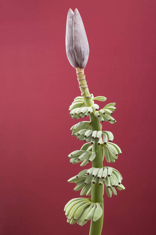 无人,竖图,室内,特写,白天,正面,纯洁,植物,叶子,阴影,红色背景,盛开,反射,纹理,影子,绿叶,美丽,花蕾,花,花瓣,花朵,鲜花,一朵,绿色,花苞,花蕊,嫩叶,摄影,影棚,庄重,含蓄,肌理,高洁,含笑花,含笑梅,香蕉花,矜持,唐黄心树,叶,叶片,叶脉,彩图,影棚拍摄,拍摄