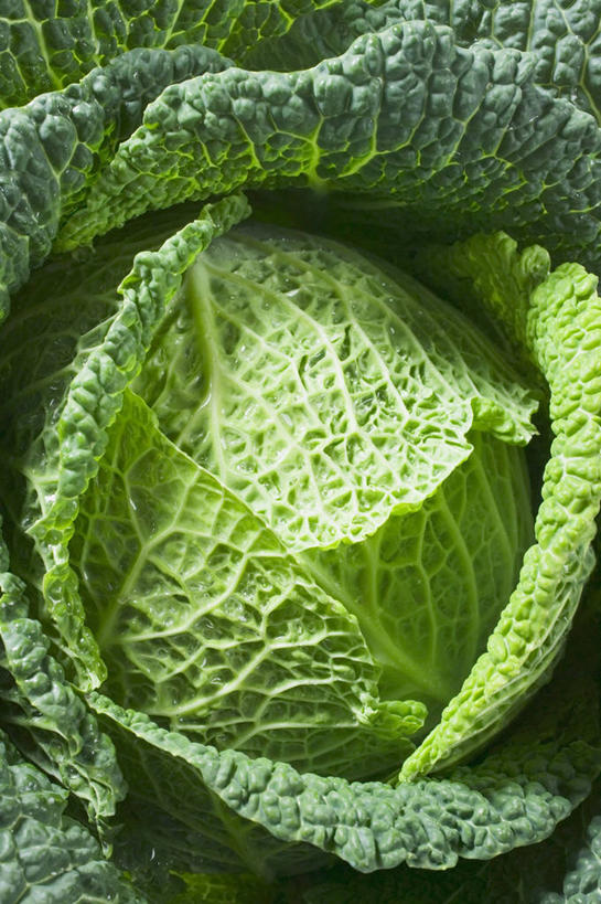 无人,竖图,俯视,室外,特写,白天,美景,蔬菜,椰菜,卷心菜,阴影,新鲜,光线,影子,景观,食品,食物,一个,阳光,自然,甘蓝,景色,有机食品,绿色食品,单个,自然风光,皱叶甘蓝,皱叶包菜,皱叶洋白菜,皱叶椰菜,皱叶圆白菜,结球甘蓝,甘兰,包心菜,彩图,高角度拍摄