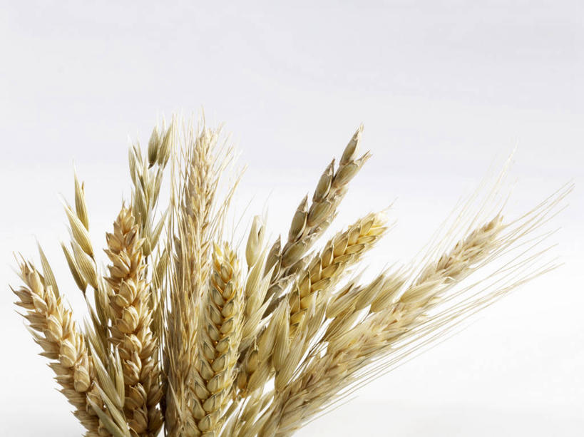 无人,横图,室内,特写,白天,白色背景,正面,农作物,小麦,许多,阴影,反射,影子,谷物,摄影,麦子,影棚,彩图,影棚拍摄,拍摄