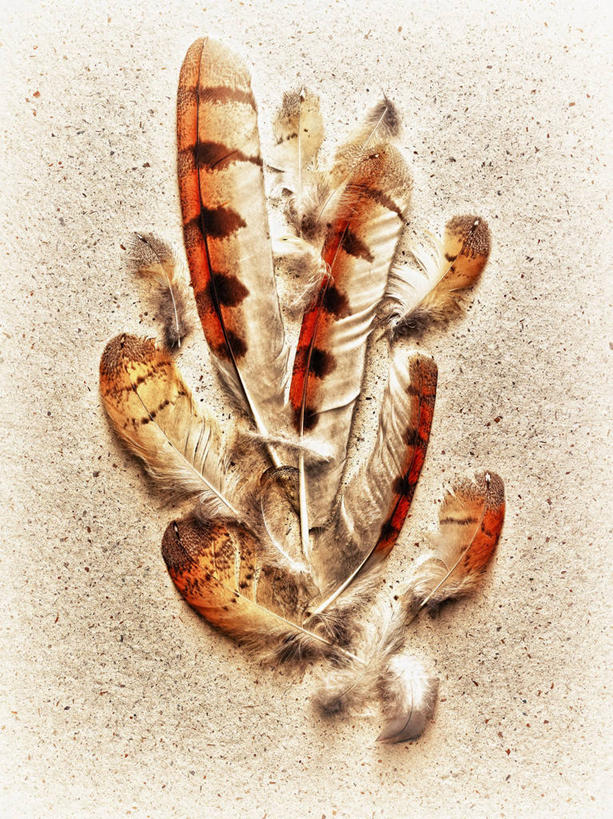 无人,竖图,俯视,室内,特写,白天,猫头鹰,鸟,野生动物,羽毛,阴影,轻盈,柔软,反射,鸟类,影子,动物,凶猛,轻柔,残暴,凶残,鸮,枭,彩图,高角度拍摄