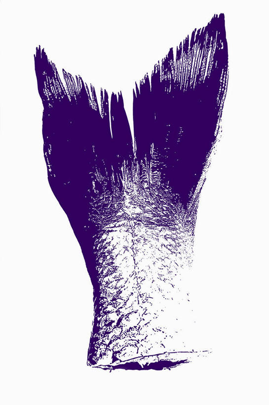 无人,竖图,俯视,室内,特写,白天,白色背景,阴影,反射,鱼,影子,肉,鱼肉,肉类,鱼类,紫色,摄影,影棚,肉食,鱼尾,大口黑鲈,黑鲈,加州鲈鱼,彩图,高角度拍摄,影棚拍摄,拍摄