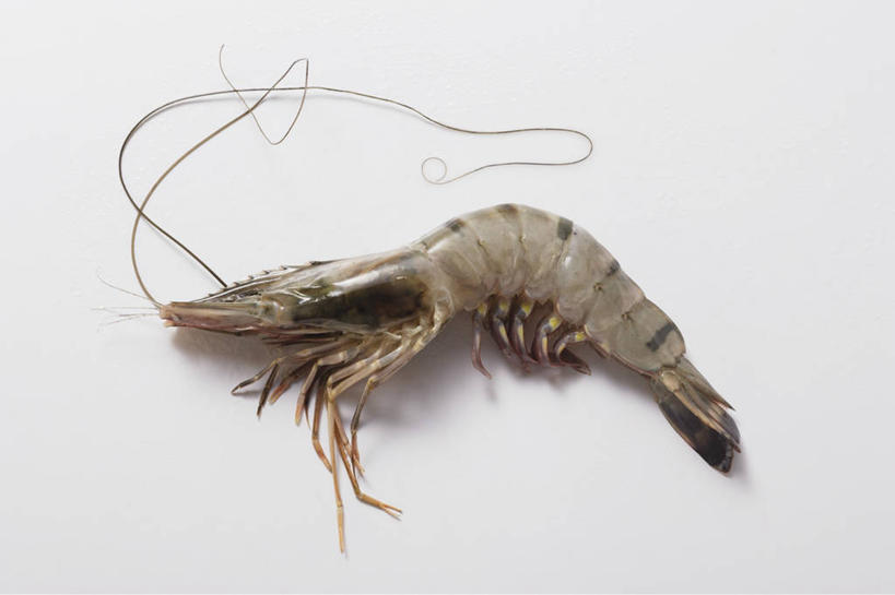 无人,横图,俯视,室内,特写,白天,白色背景,阴影,反射,影子,虾,一只,摄影,影棚,斑节对虾,斑节虾,日本对虾,竹节虾,彩图,高角度拍摄,全身,影棚拍摄,拍摄