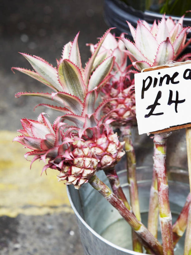 无人,竖图,俯视,室内,特写,白天,海底,水下,指示牌,凤梨花,阴影,朦胧,模糊,盛开,反射,英文,标志,木桶,桶,文字,影子,字符,字母,水底,花蕾,标识,花,花瓣,花朵,鲜花,容器,花苞,花蕊,海底世界,储藏,英文字母,储存,阿拉伯文,阿拉伯语,阿拉伯字母,完美,观赏凤梨,菠萝花,海床,彩图,高角度拍摄,贮存