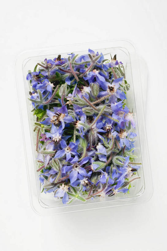 无人,竖图,俯视,室内,特写,白天,白色背景,植物,阴影,盛开,反射,影子,塑料,草药,药草,花蕾,中药,盒子,花,花瓣,花朵,鲜花,一个,容器,塑料制品,花苞,花蕊,摄影,影棚,单个,储藏,储存,药材,中草药,琉璃苣,中药材,本草,茈草,鸦衔草,紫草,紫丹,彩图,高角度拍摄,影棚拍摄,拍摄,贮存