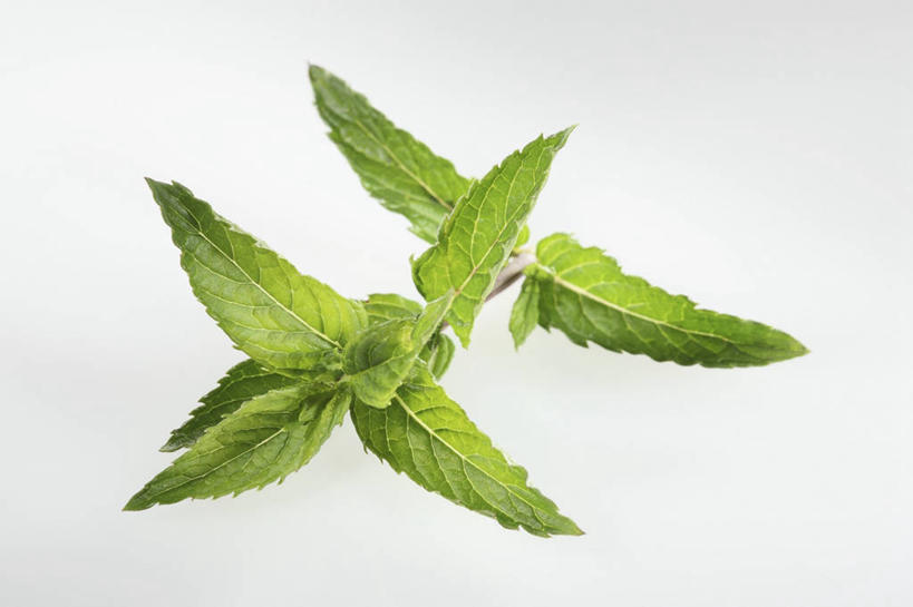 无人,横图,俯视,室内,特写,白天,白色背景,叶子,阴影,反射,影子,薄荷,绿叶,银丹草,嫩叶,摄影,影棚,斑叶凤梨薄荷,苹果薄荷,夜息香,叶,叶片,彩图,高角度拍摄,影棚拍摄,拍摄