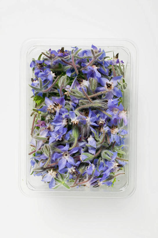 无人,竖图,俯视,室内,特写,白天,白色背景,植物,桌面,桌子,玻璃,阴影,盛开,反射,木制,影子,草药,药草,花蕾,中药,玻璃制品,花,花瓣,花朵,鲜花,一个,木制品,容器,碗,花苞,花蕊,摄影,影棚,单个,储藏,储存,药材,中草药,琉璃苣,中药材,本草,茈草,鸦衔草,紫草,紫丹,彩图,高角度拍摄,影棚拍摄,拍摄,贮存