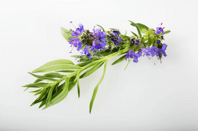 无人,横图,俯视,室内,特写,白天,白色背景,植物,桌面,桌子,叶子,阴影,盛开,反射,木制,纹理,影子,绿叶,草药,药草,花蕾,中药,花,花瓣,花朵,鲜花,绿色,紫色,木制品,花苞,花蕊,嫩叶,摄影,影棚,马鞭草,药材,中草药,中药材,本草,龙牙草,肌理,凤颈草,野荆芥,紫顶龙芽草,叶,叶片,叶脉,彩图,高角度拍摄,影棚拍摄,拍摄