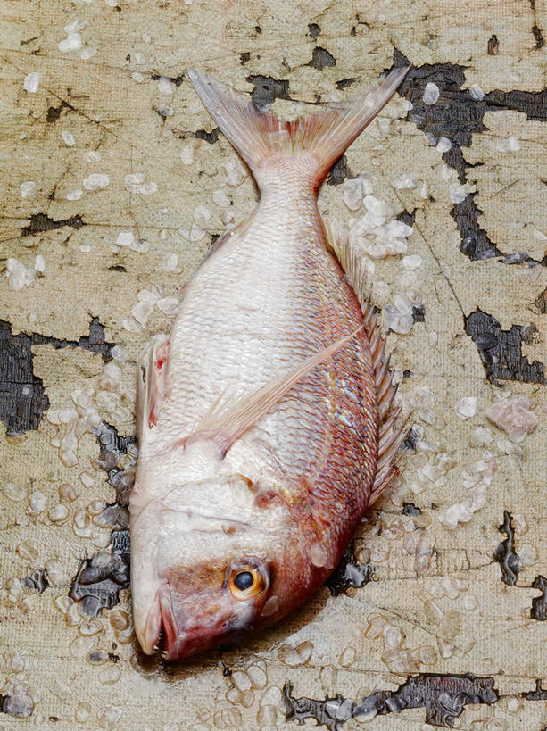 海鲜,无人,躺,竖图,俯视,室内,特写,白天,餐桌,桌子,一条,阴影,反射,鱼,影子,冰,冰块,鲷鱼,冷冻,水产,鱼类,海洋生物,寒冷,摄影,影棚,冷藏,餐台,鲷,加吉鱼,铜盆鱼,冰冷,水生动物,海产品,水生物,海底动物,班加吉,加真鲷,保鲜,卧着,躺着,卧,彩图,高角度拍摄,全身,影棚拍摄,拍摄,大西洋鲷,大西洋王鲷,金头鲷