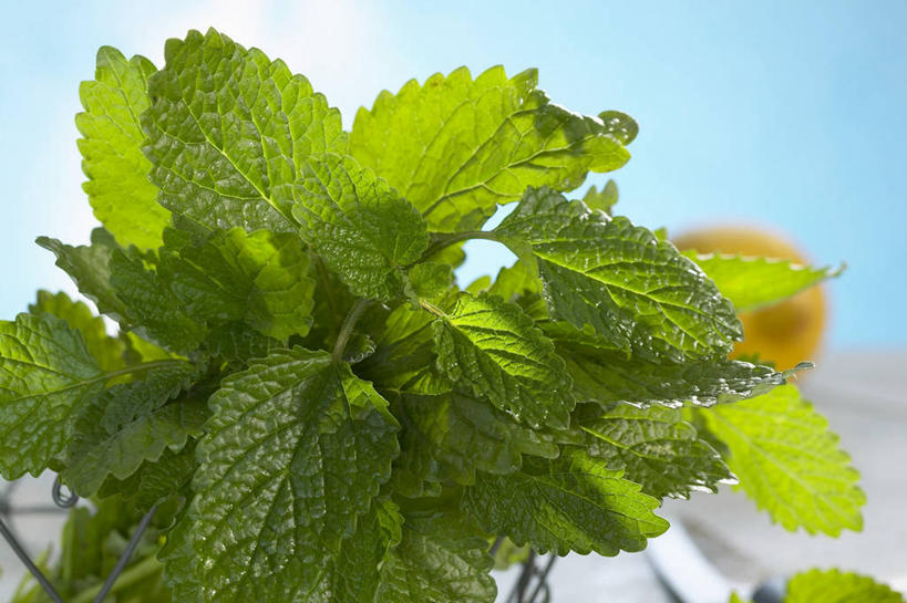 无人,横图,室外,特写,白天,仰视,植物,叶子,阴影,光线,纹理,影子,绿叶,草药,药草,中药,蓝色,绿色,蓝天,天空,阳光,天,嫩叶,晴朗,药材,中草药,蜜蜂花,中药材,本草,万里无云,肌理,鼻血草,叶,叶片,叶脉,晴空,晴空万里,彩图,低角度拍摄