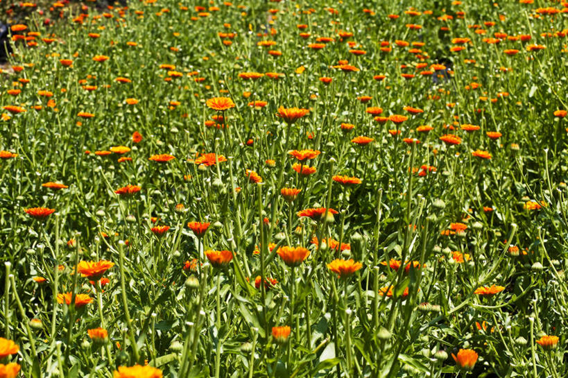 无人,横图,俯视,室外,特写,白天,花海,花圃,美景,植物,叶子,阴影,盛开,光线,影子,景观,绿叶,花蕾,花,花瓣,花朵,花卉,鲜花,绿色,阳光,自然,花丛,花束,花田,花苞,花蕊,嫩叶,景色,分别,自然风光,离别,长生菊,黄金盏,金盏花,金盏菊,醒酒花,惜别,叶,叶片,彩图,高角度拍摄