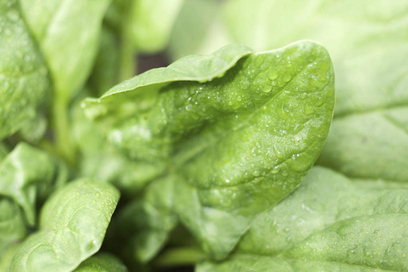 无人,横图,俯视,室内,特写,白天,水,菠菜,蔬菜,叶子,阴影,朦胧,模糊,新鲜,反射,液体,影子,水滴,食品,绿叶,食物,嫩叶,有机食品,绿色食品,叶,叶片,鹦鹉菜,鼠根菜,角菜,红嘴绿鹦哥,赤根菜,菠薐菜,波斯草,彩图,高角度拍摄